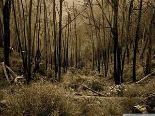 荒芜树林风景壁纸