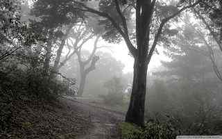 雾霭笼罩树林壁纸