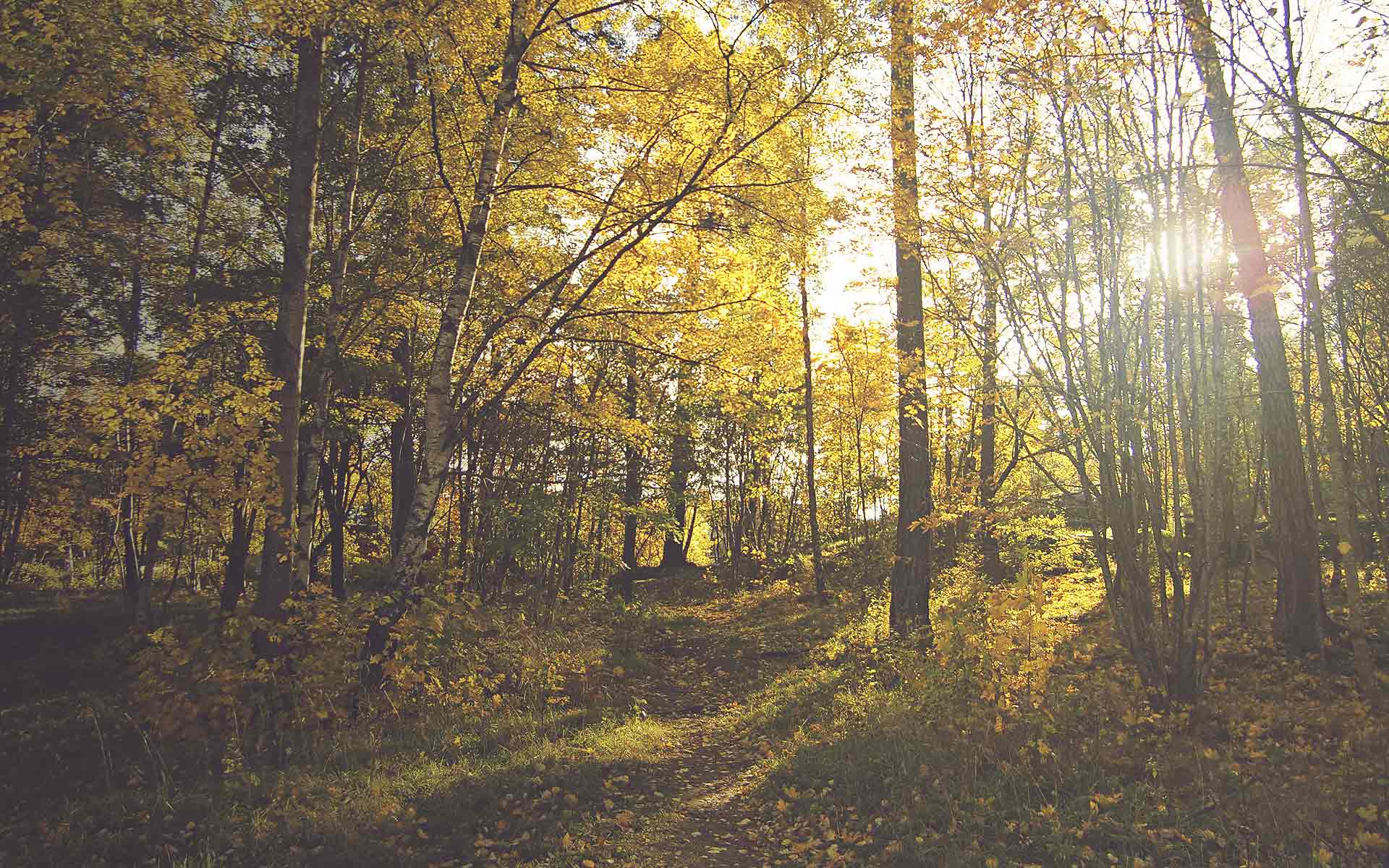 秋季树林摄影壁纸