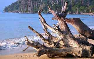 沙滩枯树摄影壁纸