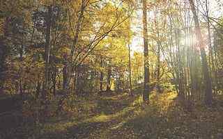 秋季树林摄影壁纸