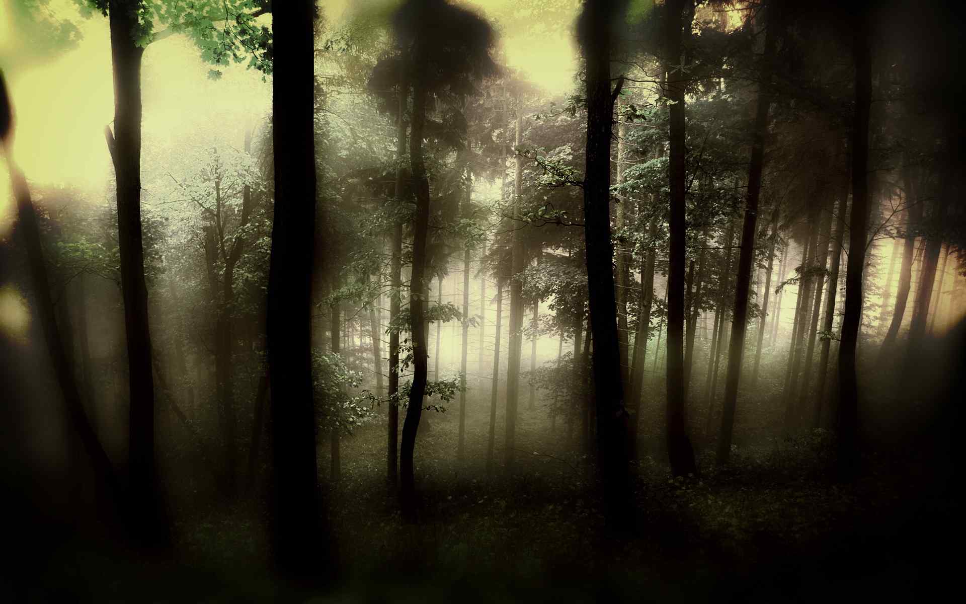 神秘森林风景壁纸