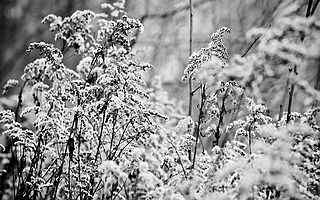 冰霜植物摄影壁纸