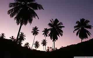 海南椰子树摄影壁纸