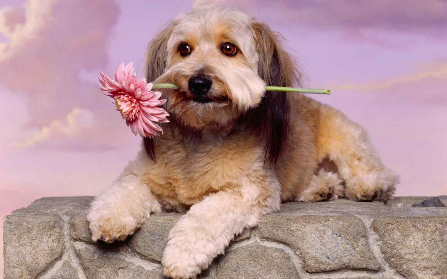 柴犬叼玫瑰图片